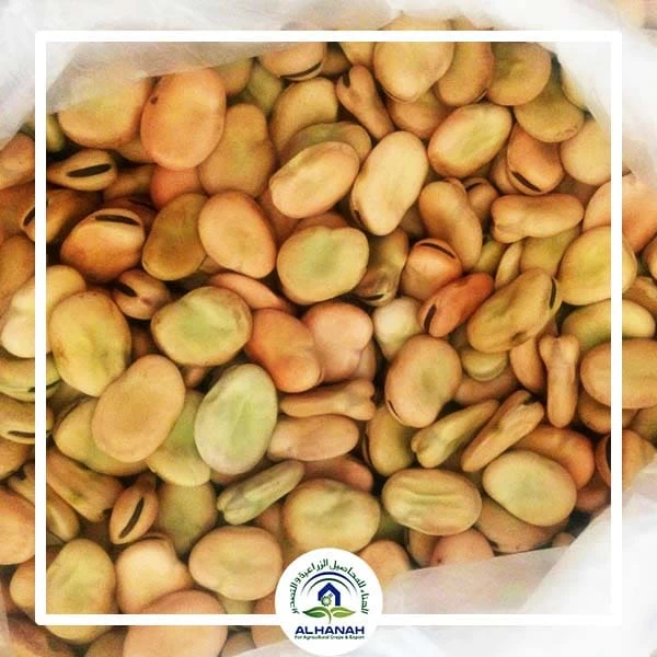 Egyptian Broad Beans